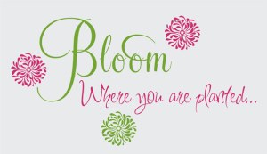 bloom where you are planted photo